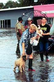 dogs and their owners in a flooded street