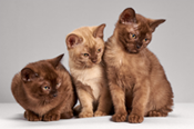 three small kittens