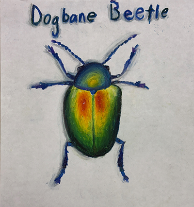 Image of a dogbane beetle