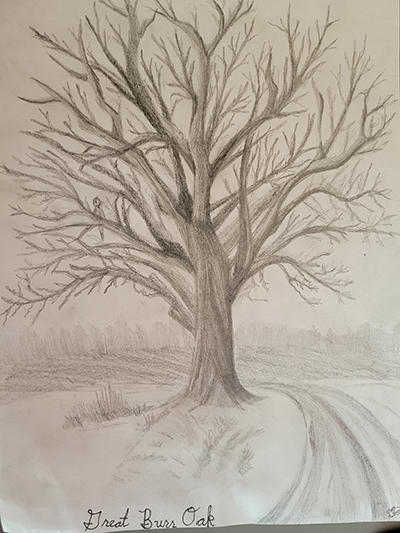 Pencil drawing of Big Burr Oak
