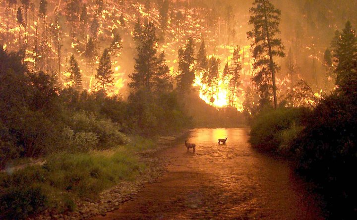 elk escaping a wildfire via a river