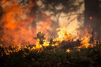 wildfire burning in a forest