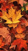 fallen maple leaves