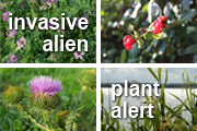 four invasive plants of missouri: crown vetch, bush honeysuckle, musk thistle, and reed grass