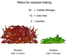 Carbon to nitrogen compost ratio is 30 parts carbon to 1 part nitrogen